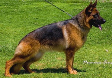 Mittelwest's Breeding Females - V Xarla vom Mittelwest Sch2 (IPO2)