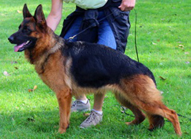 Mittelwest's Breeding Females - V1 Xtra vom Mittelwest - Sch2 (IPO2), KKL