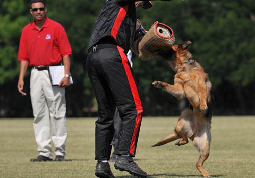 What Is Szhutzhund Training What Is Szhutzhund Training