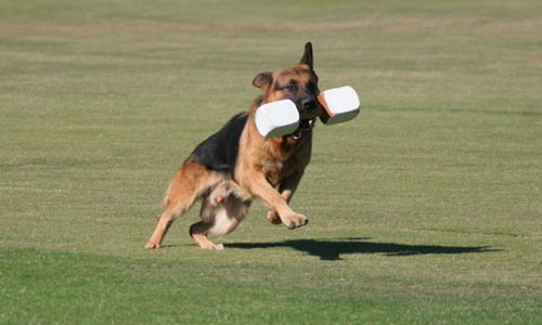 2005 Universal Seiger Champion Fabian Vom Mittelwest 1 2005 Universal Seiger Champion Fabian Vom Mittelwest 1