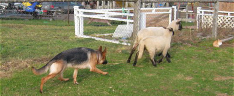 Bette vom Mittelwest Hearding Sheep
