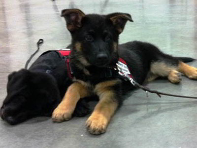Custom Canines Seeing Eye Dog Academy 2 Custom Canines Seeing Eye Dog Academy 2