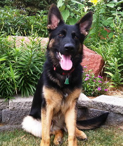 Custom Canines Seeing Eye Dog Academy 4 Custom Canines Seeing Eye Dog Academy 4