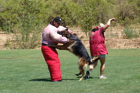 Ring Sport At Mittelwest German Shepherds 1