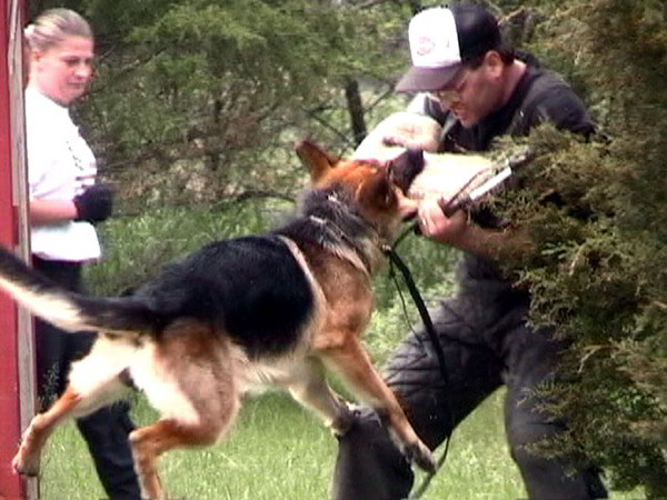 Schutzhund Training At Its Finest With Mittelwest German Shepherds 2