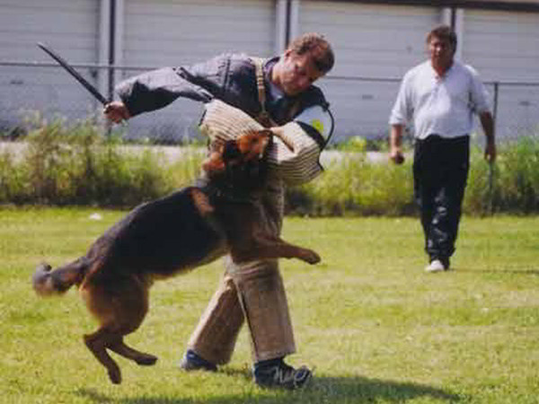Schutzhund Training At Its Finest With Mittelwest German Shepherds 3