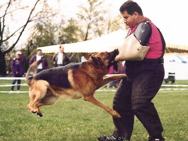 Schutzhund Training At Its Finest With Mittelwest German Shepherds 5