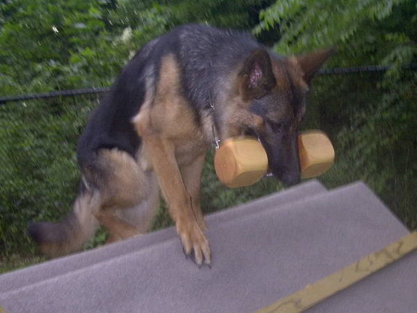 Schutzhund Training At Its Finest With Mittelwest German Shepherds 7