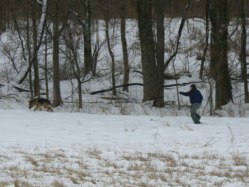 The Advanced Tracking Dogs Of Mittelwest German Shepherds