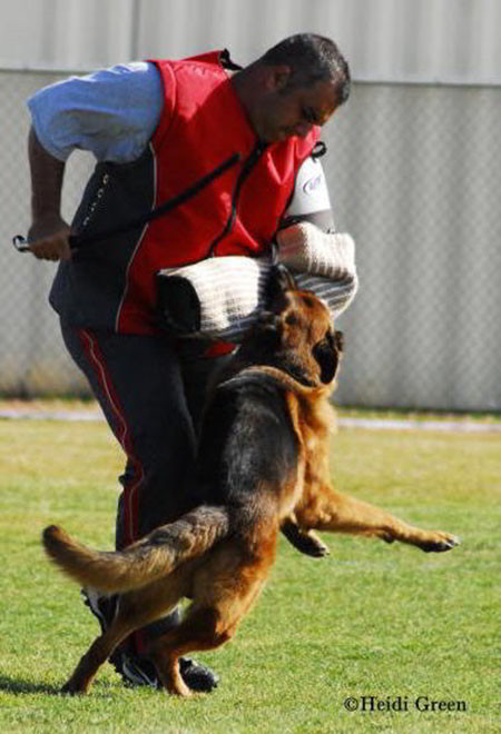 The Champion Universal Seigers Of Mittelwest German Shepherds 1 The Champion Universal Seigers Of Mittelwest German Shepherds 1