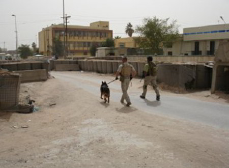 The Multi Purpose K-9 Dogs Of Mittelwest German Shepherds 1