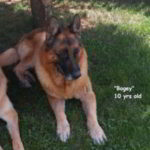 Mittelwest German Shepherds Client Testimonial From Joel Hayes