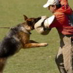 Mittelwest German Shepherds Client Testimonial From Kelly Grim