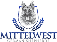 Mittelwest German Shepherds – The Finest German Shepherds In The World!