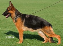 Mittelwest's Retired Breeding Females - V Cola vom Mittelwest SCH2, KKL1A ZW: 83