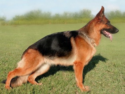 Mittelwest's Retired Breeding Females - VA (2X) Aspen vom Mittelwest SCH3, KKL1A ZW: 88