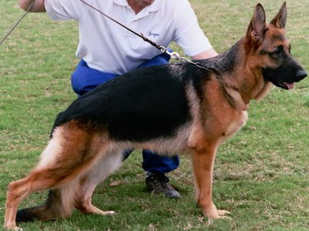 Mittelwest's Retired Breeding Females - VA (2X) Fonzi vom Mittelwest SCH2, KKL1A HD ZW: 78