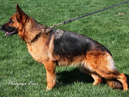 Mittelwest's Retired Breeding Females - VA Windy vom Mittelwest SCH2, KKL, LBZ