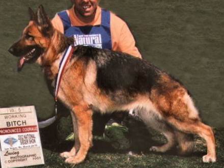 Mittelwest's Retired Breeding Females - VA Yahtzee vom Mittelwest II SCH3, KKL1A ZW: 82