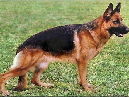 Mittelwest's Retired Breeding Females - VA1 Bella vom Mittelwest II - SchH3, KKL1a HD ZW: 90