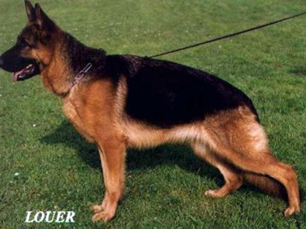 Mittelwest's Retired Breeding Females - VA1 Maxi vom Mittelwest SCH3 (IPO3), KKL