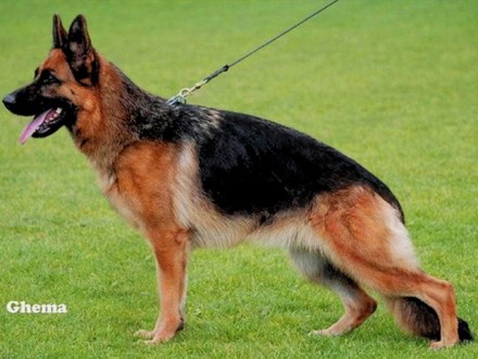 Mittelwest's Retired Breeding Females - VA1 Siegerin Vegas vom Mittelest - SchH3, KKL1a ZW: 80