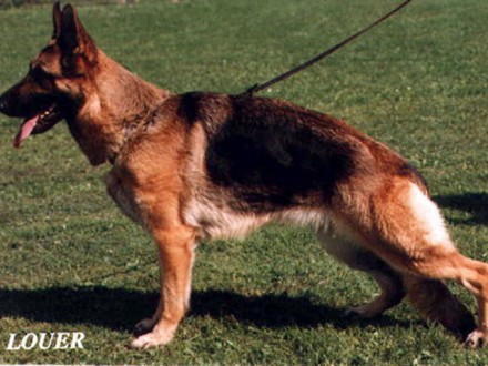 Mittelwest's Retired Breeding Females - VA2 Hanah vom Mittelwest SCH3 (IPO3), KKL