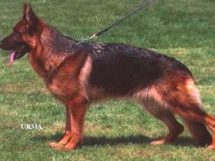 Mittelwest's Retired Breeding Females - VA2 Winnie vom Mittelwest SCH3 (IPO3), KKL