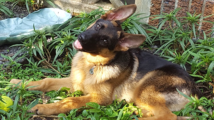 MIttelwest Client Testimonials - Kona With Her Signiture Head Turn