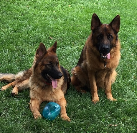 Likor Service Dogs