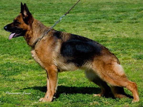 Retired Breeding Female - VA Addie vom Mittelwest 1