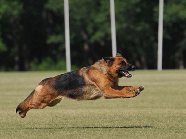 Retired Breeding Female - VA Addie vom Mittelwest 2
