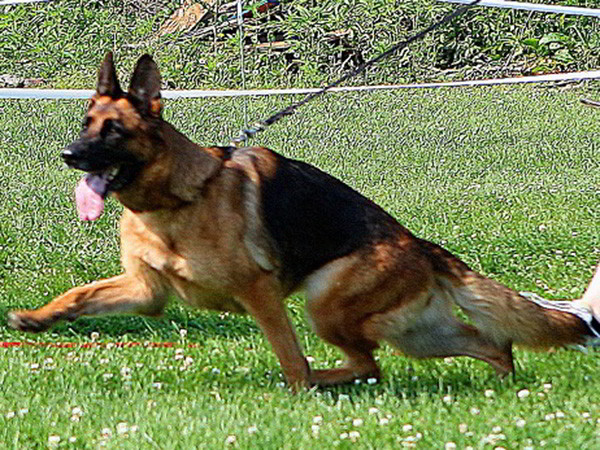 Retired Breeding Female - VA Addie vom Mittelwest 5