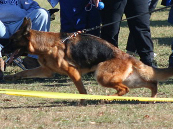 Retired Breeding Female - VA Addie vom Mittelwest 6