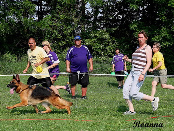 Retired Breeding Female - VA Addie vom Mittelwest 8