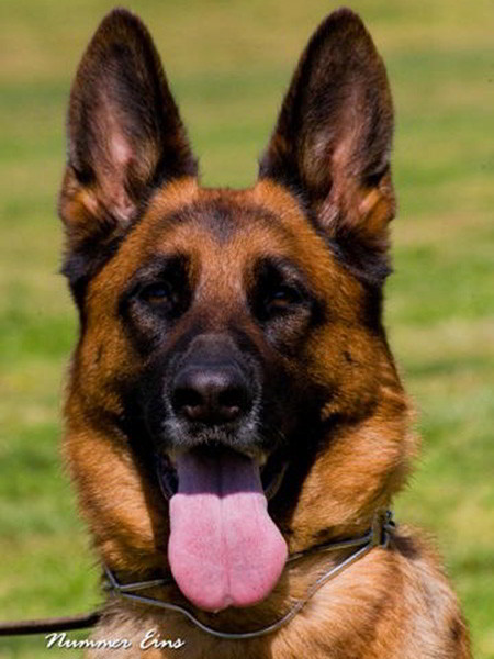 Retired Breeding Female - VA Addie vom Mittelwest 9