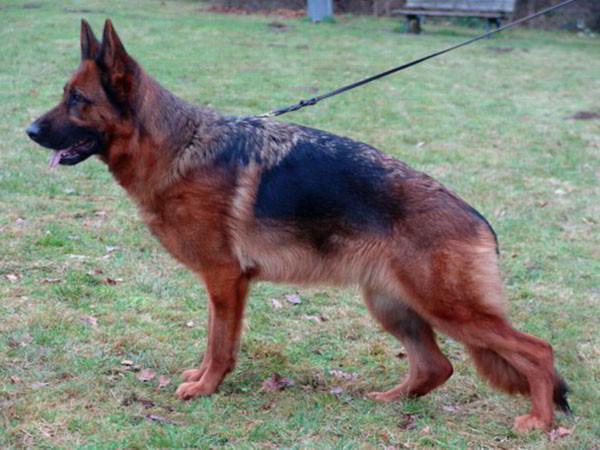 Retired Breeding Female - V1 Coco vom Mittelwest 1