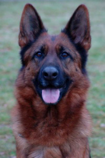 Retired Breeding Female - V1 Coco vom Mittelwest 2