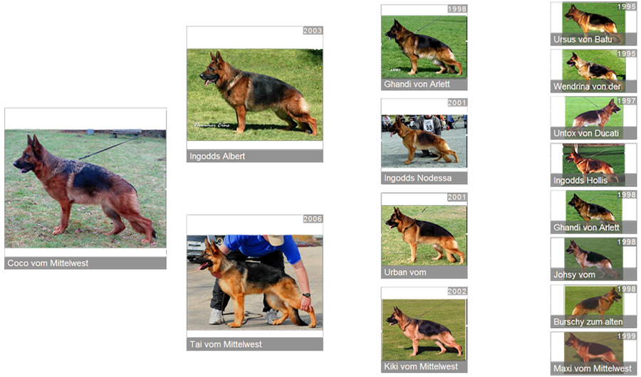 Breeding Female V1 Coco vom Mittelwest - Pedigree