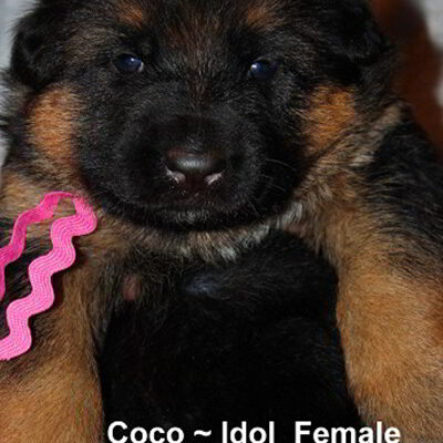 Breeing Female V1 Coco vom Mittelwest - Progeny 10