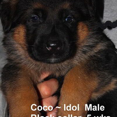 Breeing Female V1 Coco vom Mittelwest - Progeny 12