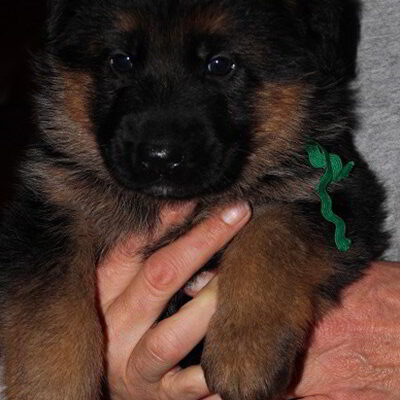 Breeing Female V1 Coco vom Mittelwest - Progeny 14