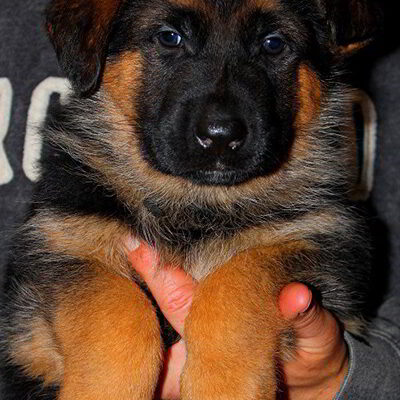 Breeing Female V1 Coco vom Mittelwest - Progeny 16