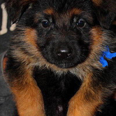 Breeing Female V1 Coco vom Mittelwest - Progeny 17
