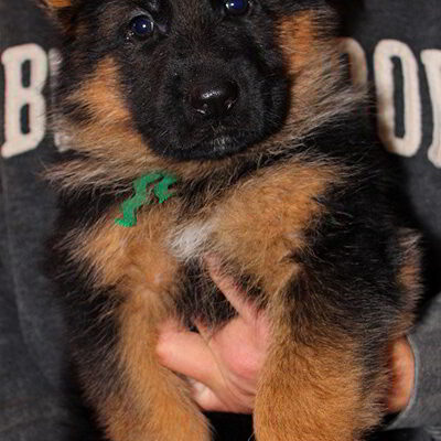 Breeing Female V1 Coco vom Mittelwest - Progeny 18