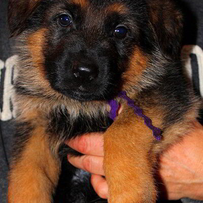 Breeing Female V1 Coco vom Mittelwest - Progeny 19
