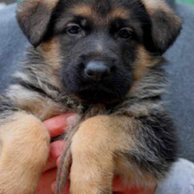 Breeing Female V1 Coco vom Mittelwest - Progeny 20