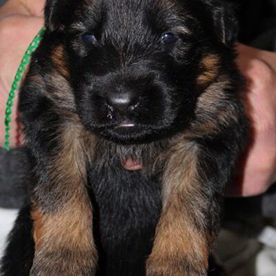 Breeing Female V1 Coco vom Mittelwest - Progeny 21