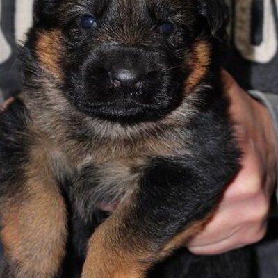 Breeing Female V1 Coco vom Mittelwest - Progeny 22