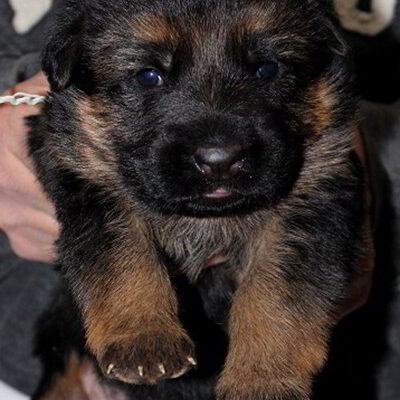Breeing Female V1 Coco vom Mittelwest - Progeny 23